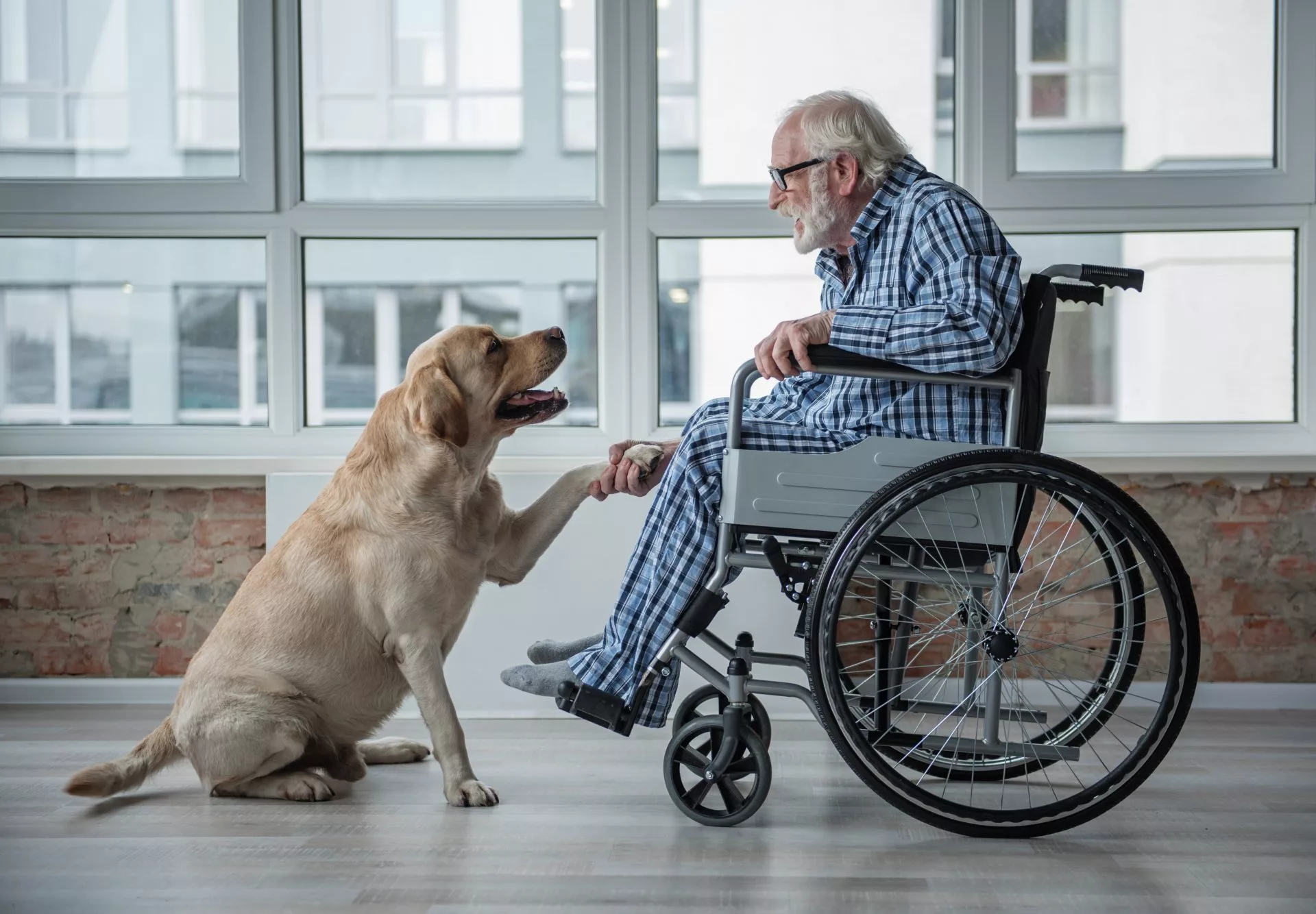 Senior man in wheelchair with his Labrador